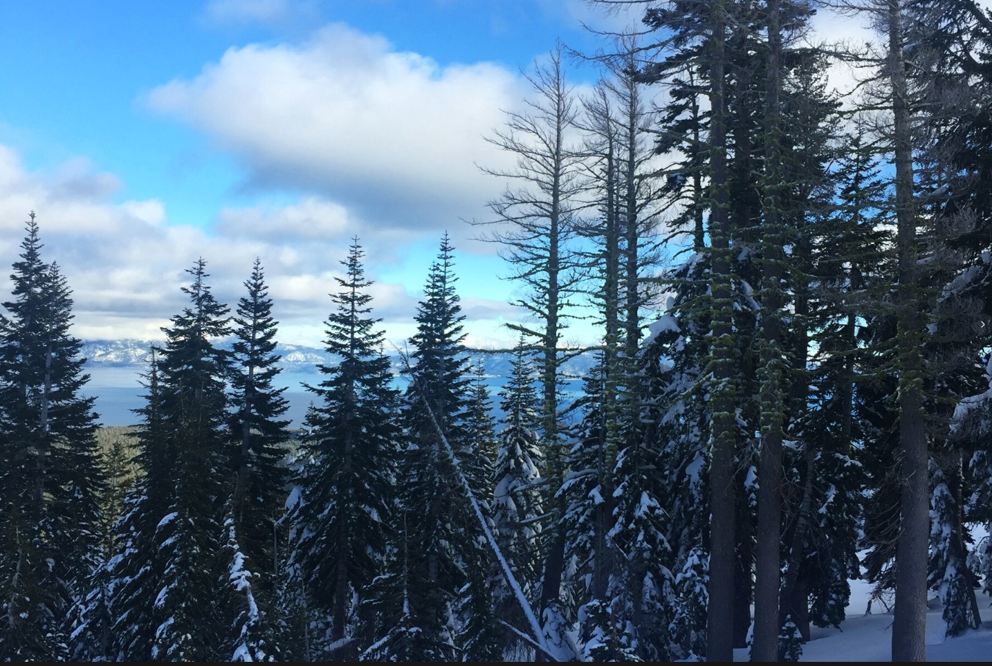 Snow-covered pines framing a quiet view of Lake Tahoe.