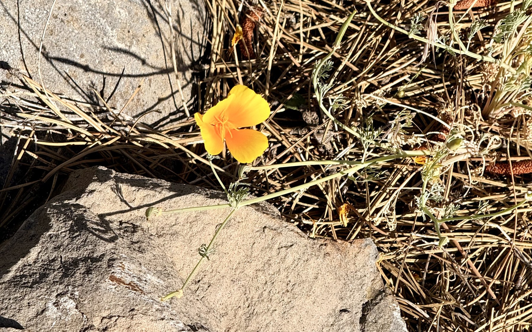 A single California poppy growing out of a granite boulder wall, surrounded by dry pine needles. Truckee, California.